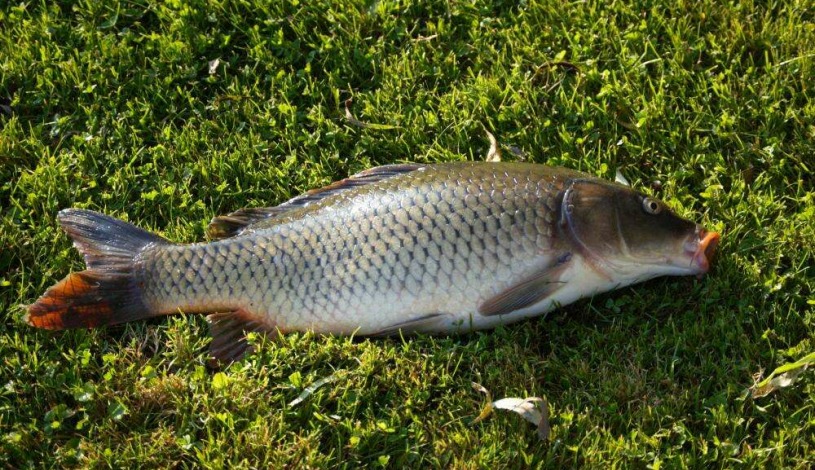 Penzion Eliška Horní Planá